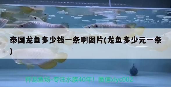 龍魚(yú)吃啥發(fā)色好：龍魚(yú)吃啥發(fā)色好一點(diǎn)