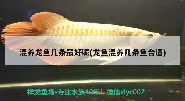 龍魚(yú)吃啥發(fā)色好：龍魚(yú)吃啥發(fā)色好一點(diǎn)