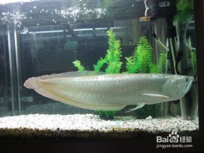 家庭養銀龍魚（家庭養銀龍魚的飼養方法是什么銀龍魚怎么養銀龍魚的）