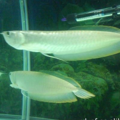 米特拉紅龍魚(yú)漁場(chǎng)