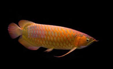 那種龍魚性價比最高（性價比高的龍魚品種）