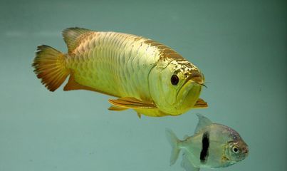 那種龍魚性價比最高（性價比高的龍魚品種）