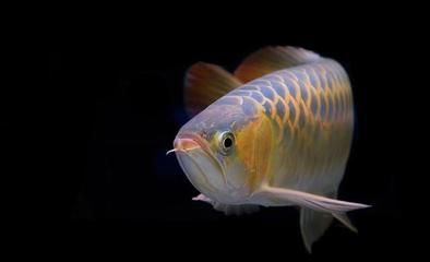 那種龍魚性價比最高（性價比高的龍魚品種）