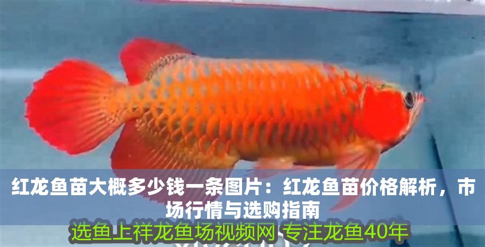 紅龍魚苗大概多少錢一條圖片：紅龍魚苗價格解析，市場行情與選購指南