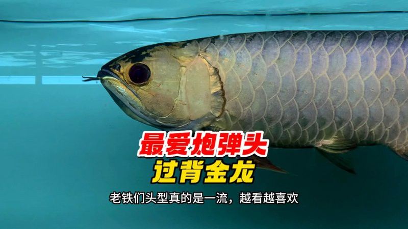 金頭過背金龍有哪些知名品種？ 金頭過背金龍有哪些知名品種？ 龍魚百科 第9張