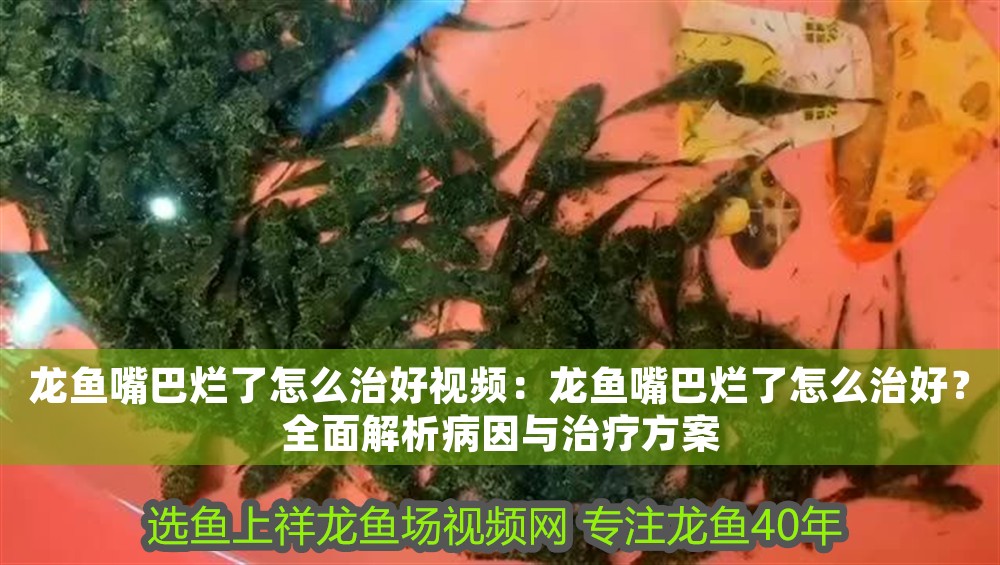 龍魚嘴巴爛了怎么治好視頻：龍魚嘴巴爛了怎么治好？全面解析病因與治療方案