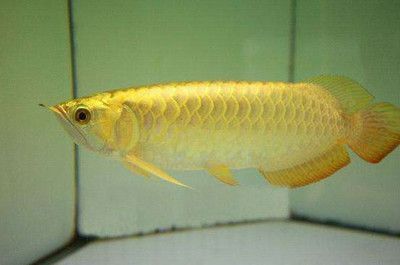 龍魚魚缸尺寸要多少錢一個：龍魚魚缸尺寸和價格因品牌、材料和設計不同而有很大差異 龍魚魚缸尺寸要多少錢一個：龍魚魚缸尺寸和價格因品牌、材料和設計不同而有很大差異 龍魚百科 第1張