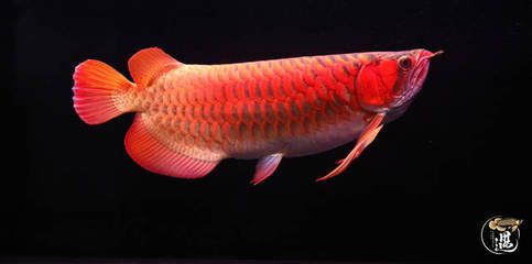 龍魚喂食什么食物好：龍魚作為肉食性魚類，其食物選擇對其健康和生長至關重要
