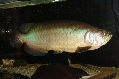 青龍魚價格（青龍魚市場價格趨勢）