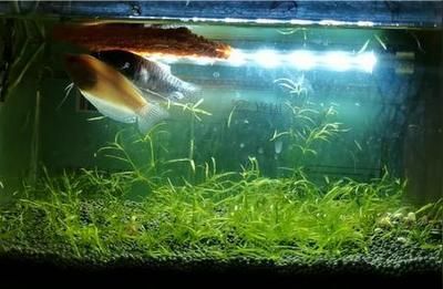 面龍魚多久產卵一次（面龍魚多久產卵一次，可以通過以下渠道獲取相關信息）