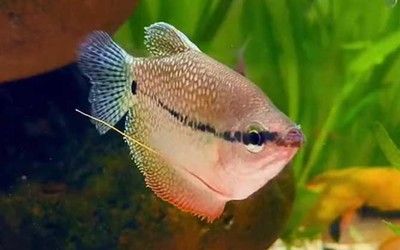 面龍魚多久產卵一次（面龍魚多久產卵一次，可以通過以下渠道獲取相關信息）