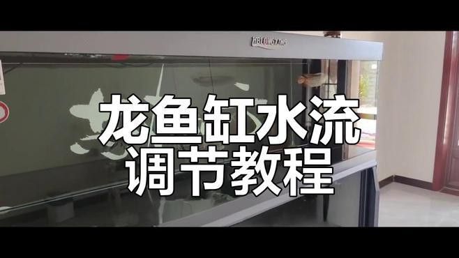 點金龍魚需要多大的水流？