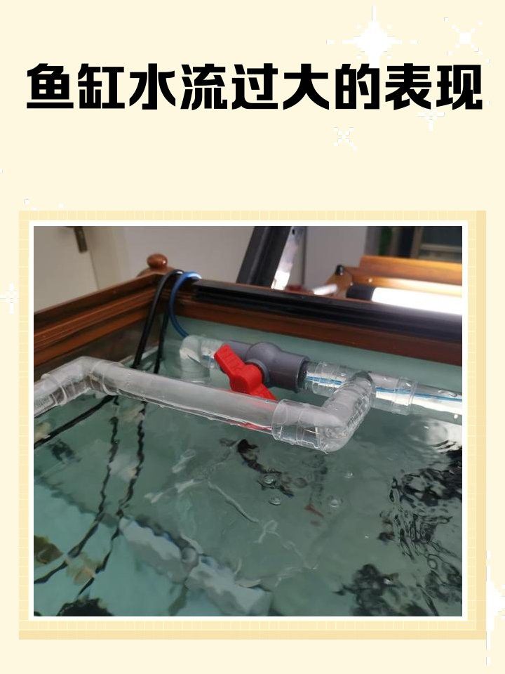 點金龍魚需要多大的水流？
