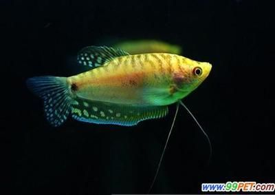 黃曼龍魚吃小魚嗎（黃曼龍魚會吃小魚嗎）