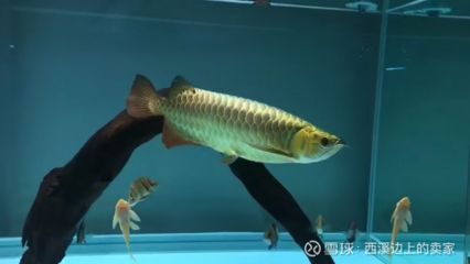 潮汕金龍魚是什么魚做的：潮汕金龍魚是一種觀賞魚，而不是烹飪的魚，而是一種觀賞魚