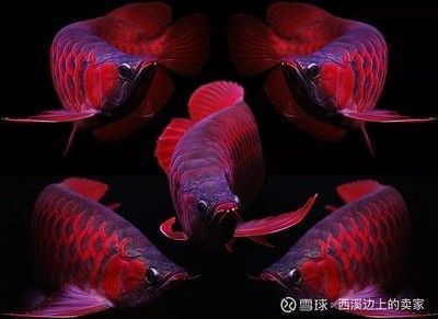 潮汕金龍魚是什么魚做的：潮汕金龍魚是一種觀賞魚，而不是烹飪的魚，而是一種觀賞魚