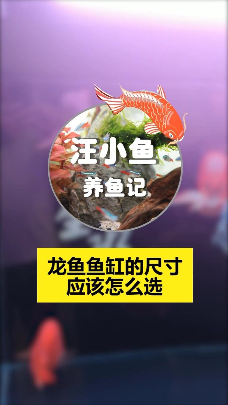 龍魚缸多大合適