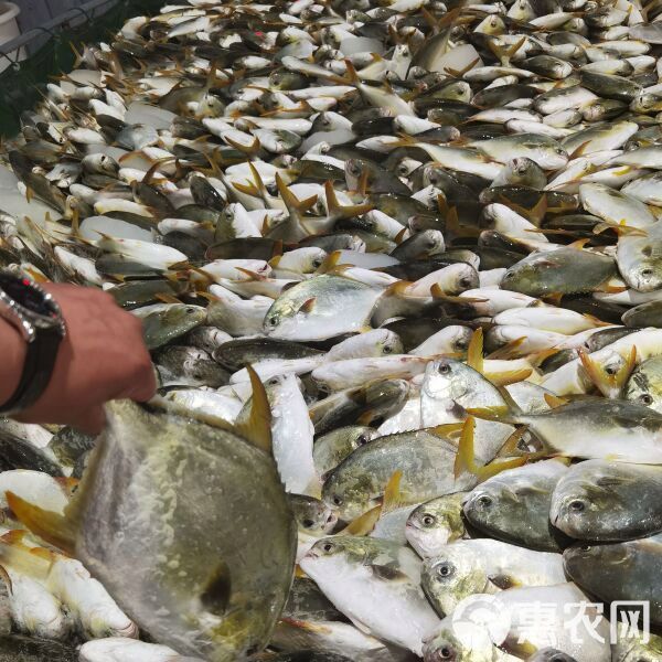 金鯧魚一般價(jià)格表