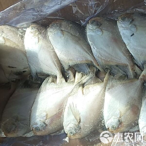 金鯧魚一般價(jià)格表