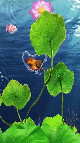 金龍魚壁紙的尺寸范圍