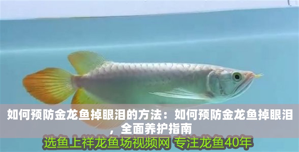 如何預防金龍魚掉眼淚的方法:如何預防金龍魚掉眼淚,全面養護指南 龍魚百科 第1張 如何預防金龍魚掉眼淚的方法:如何預防金龍魚掉眼淚,全面養護指南 如何預防金龍魚掉眼淚的方法:如何預防金龍魚掉眼淚,全面養護指南 龍魚百科 第1張