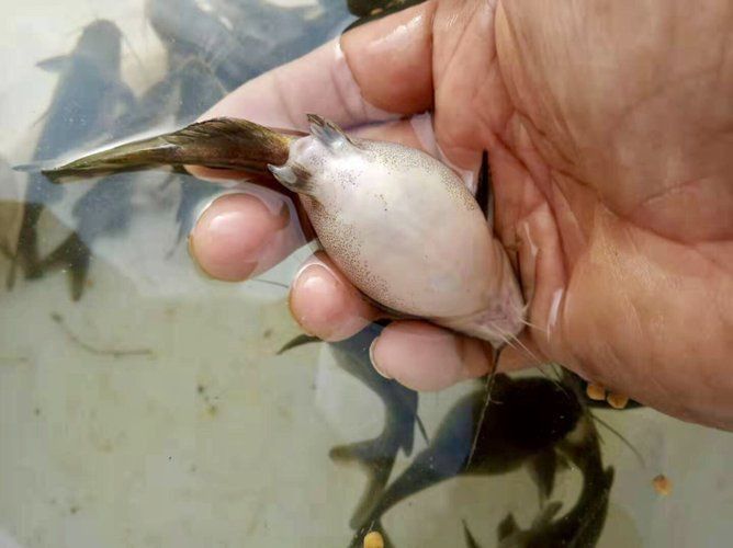 魚身上潰爛的致死原因 魚身上潰爛的致死原因 龍魚百科 第3張