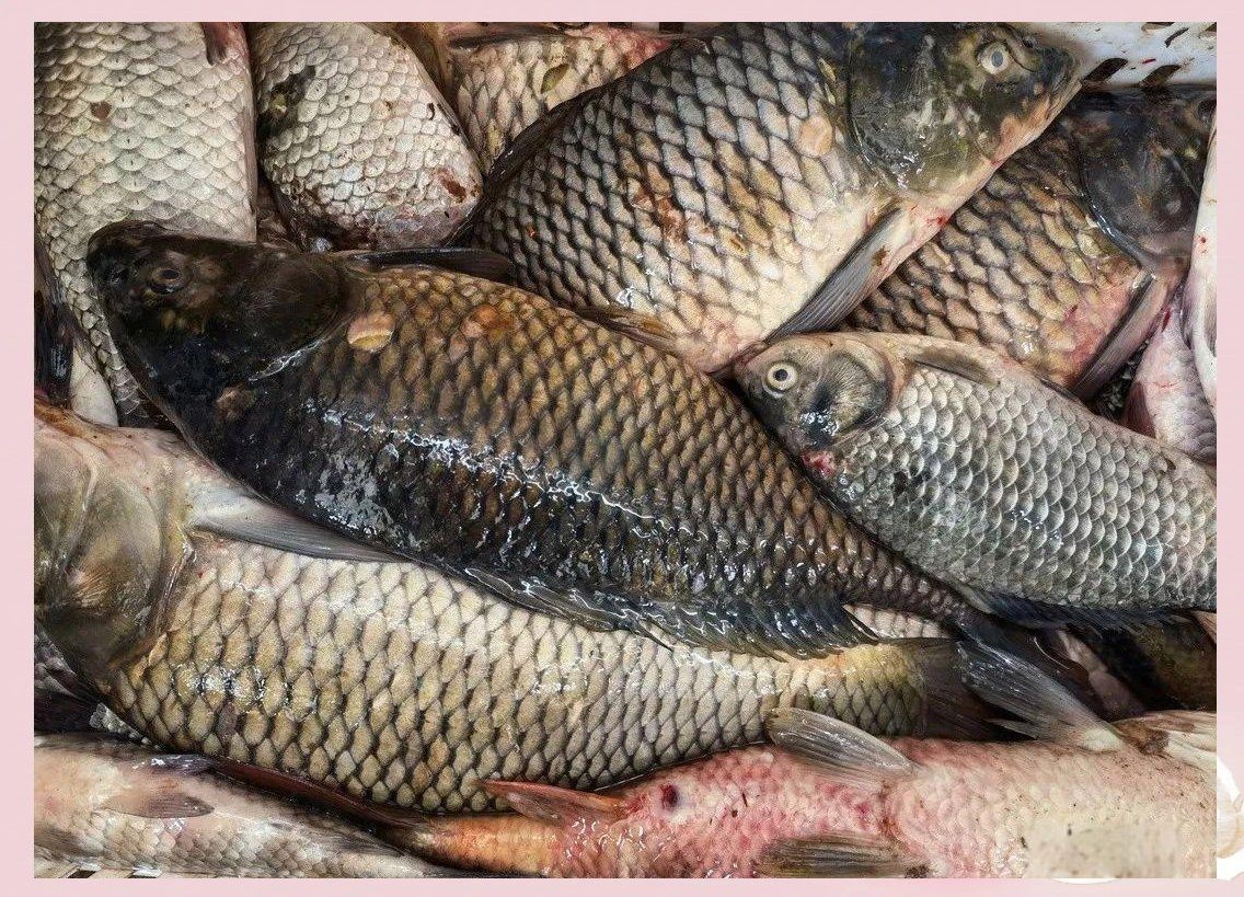 魚身上潰爛的致死原因 魚身上潰爛的致死原因 龍魚百科 第7張