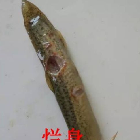 魚身上潰爛的致死原因 魚身上潰爛的致死原因 龍魚百科 第13張
