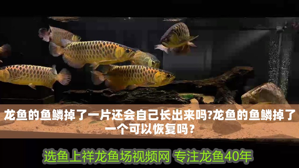 龍魚的魚鱗掉了一片還會自己長出來嗎?龍魚的魚鱗掉了一個可以恢復嗎？ 龍魚的魚鱗掉了一片還會自己長出來嗎?龍魚的魚鱗掉了一個可以恢復嗎？ 龍魚百科 第1張