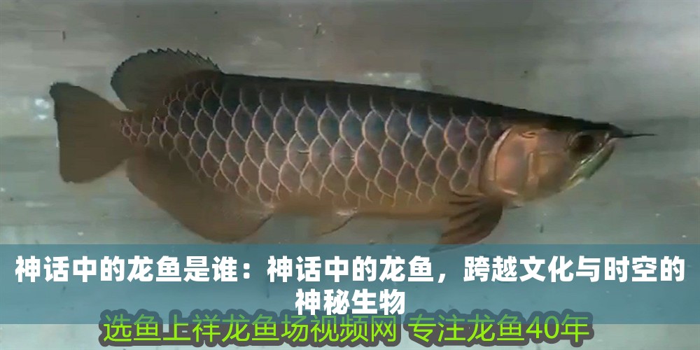 神話中的龍魚是誰：神話中的龍魚，跨越文化與時空的神秘生物
