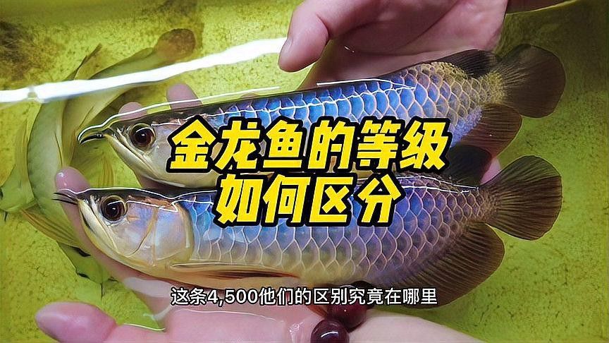 怎么看金龍魚血統真假 怎么看金龍魚血統真假 龍魚百科 第7張