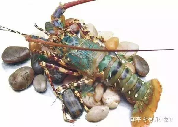 龍蝦圖片大全大圖