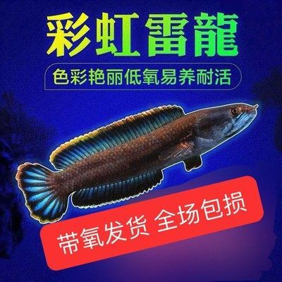 雷龍魚和鯉魚一起養(yǎng)，混養(yǎng)雷龍魚和錦鯉的注意事項(xiàng)