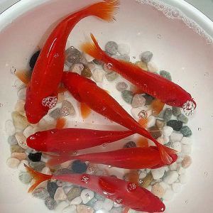 雷龍魚和鯉魚一起養(yǎng)，混養(yǎng)雷龍魚和錦鯉的注意事項(xiàng)