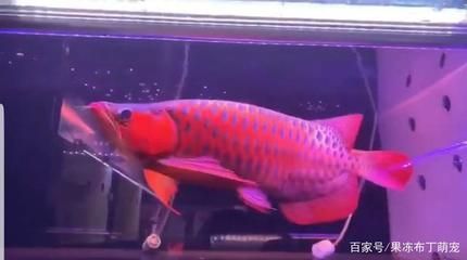 龍魚關(guān)刀鰭：heniochuschrysostomus龍魚關(guān)刀鰭治療方法 龍魚關(guān)刀鰭：heniochuschrysostomus龍魚關(guān)刀鰭治療方法 龍魚百科 第2張