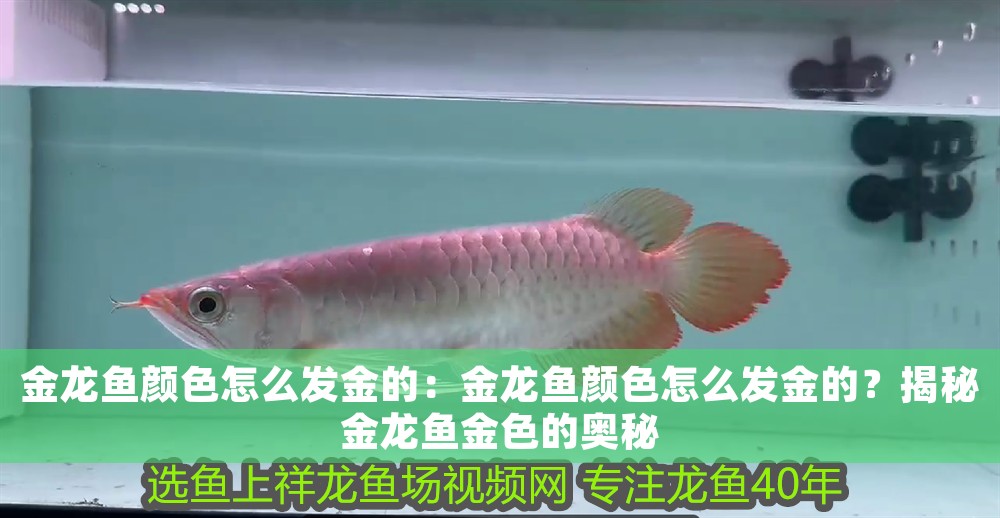 金龍魚顏色怎么發金的：金龍魚顏色怎么發金的？揭秘金龍魚金色的奧秘