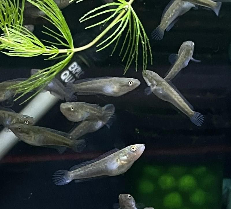如何辨別雷龍魚的真偽？