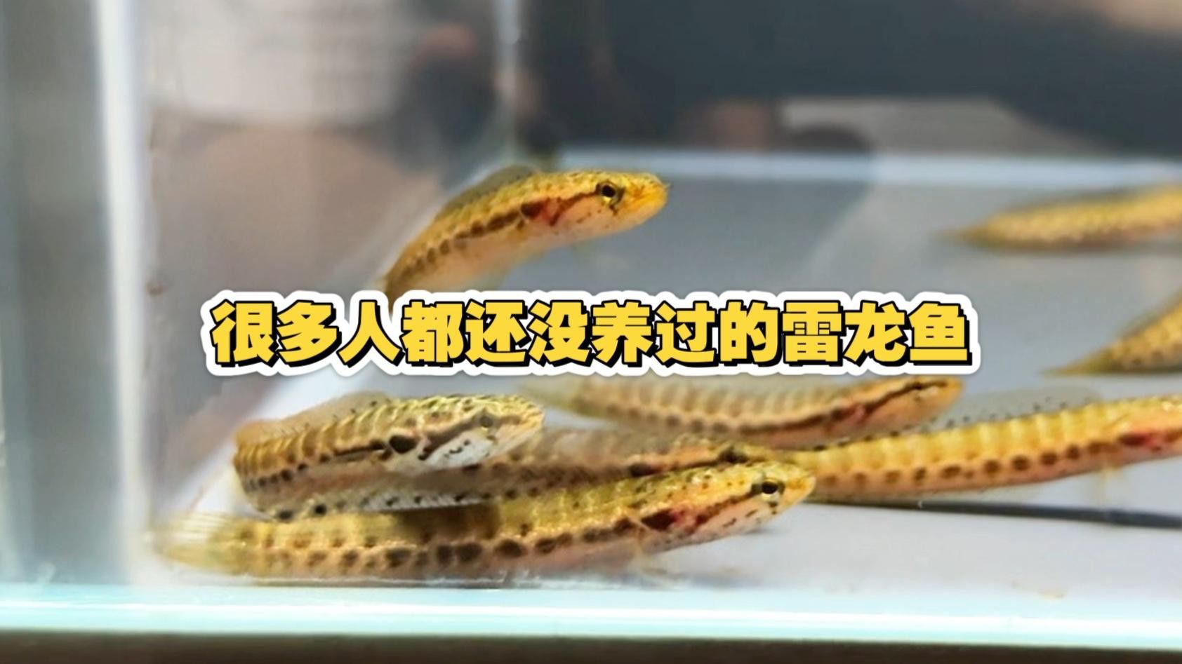 如何辨別雷龍魚的真偽？