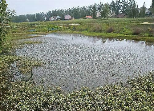 軟礦石塘泥養龍魚