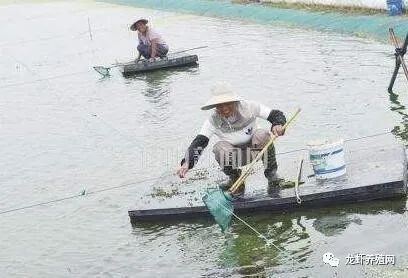 軟礦石塘泥養龍魚