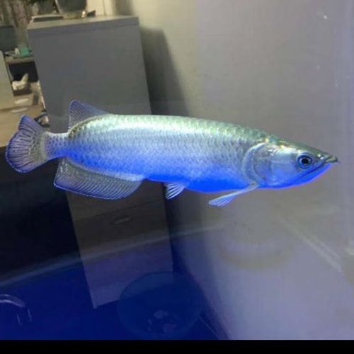 澳洲龍魚跟金龍魚區別大嗎圖片