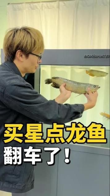 澳洲龍魚跟金龍魚區別大嗎圖片
