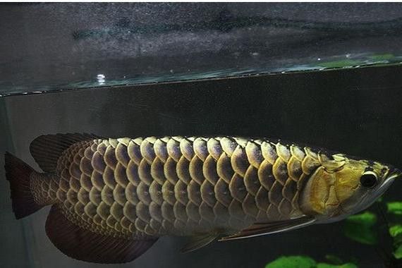 澳洲龍魚跟金龍魚區別大嗎圖片