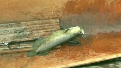 賽級龍魚選購常見誤區：如何辨別賽級龍魚