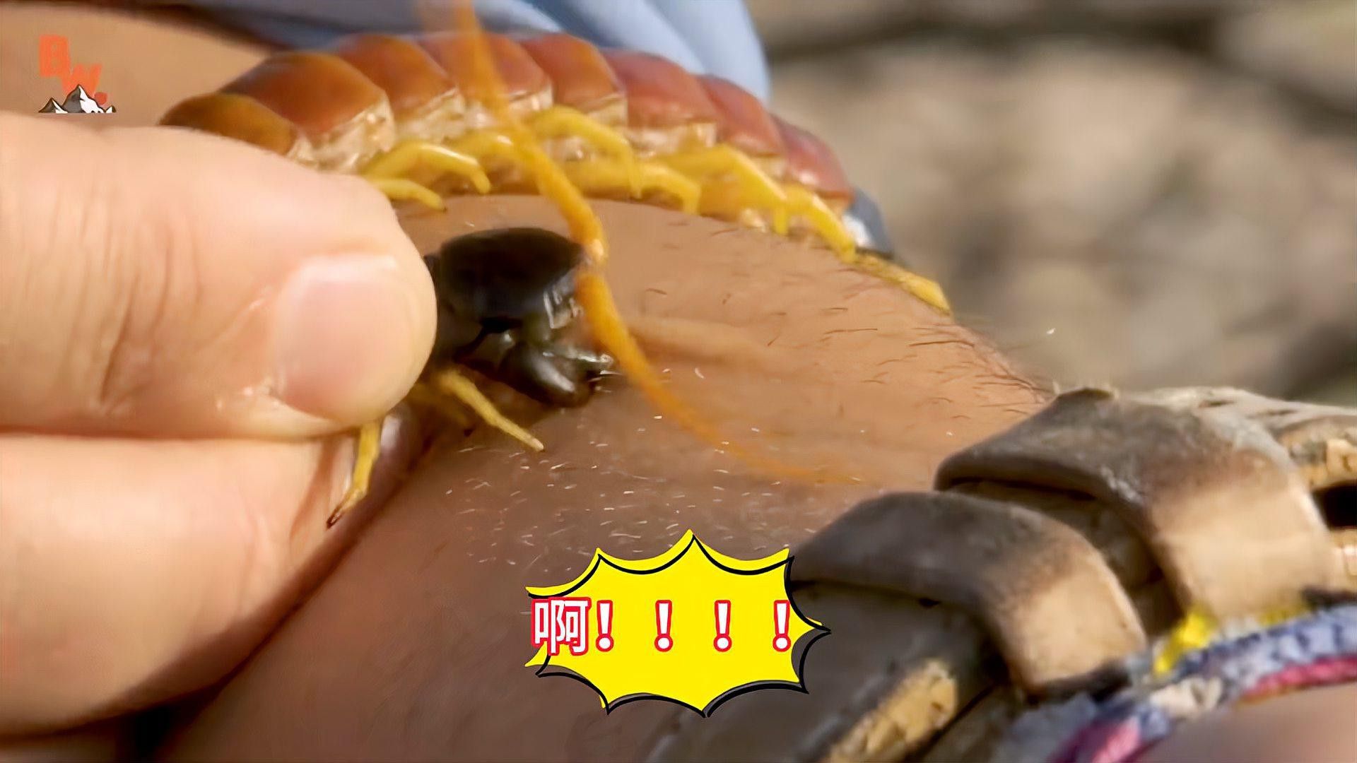 如何判斷蜈蚣是否處理干凈？ 如何判斷蜈蚣是否處理干凈？ 龍魚百科 第1張