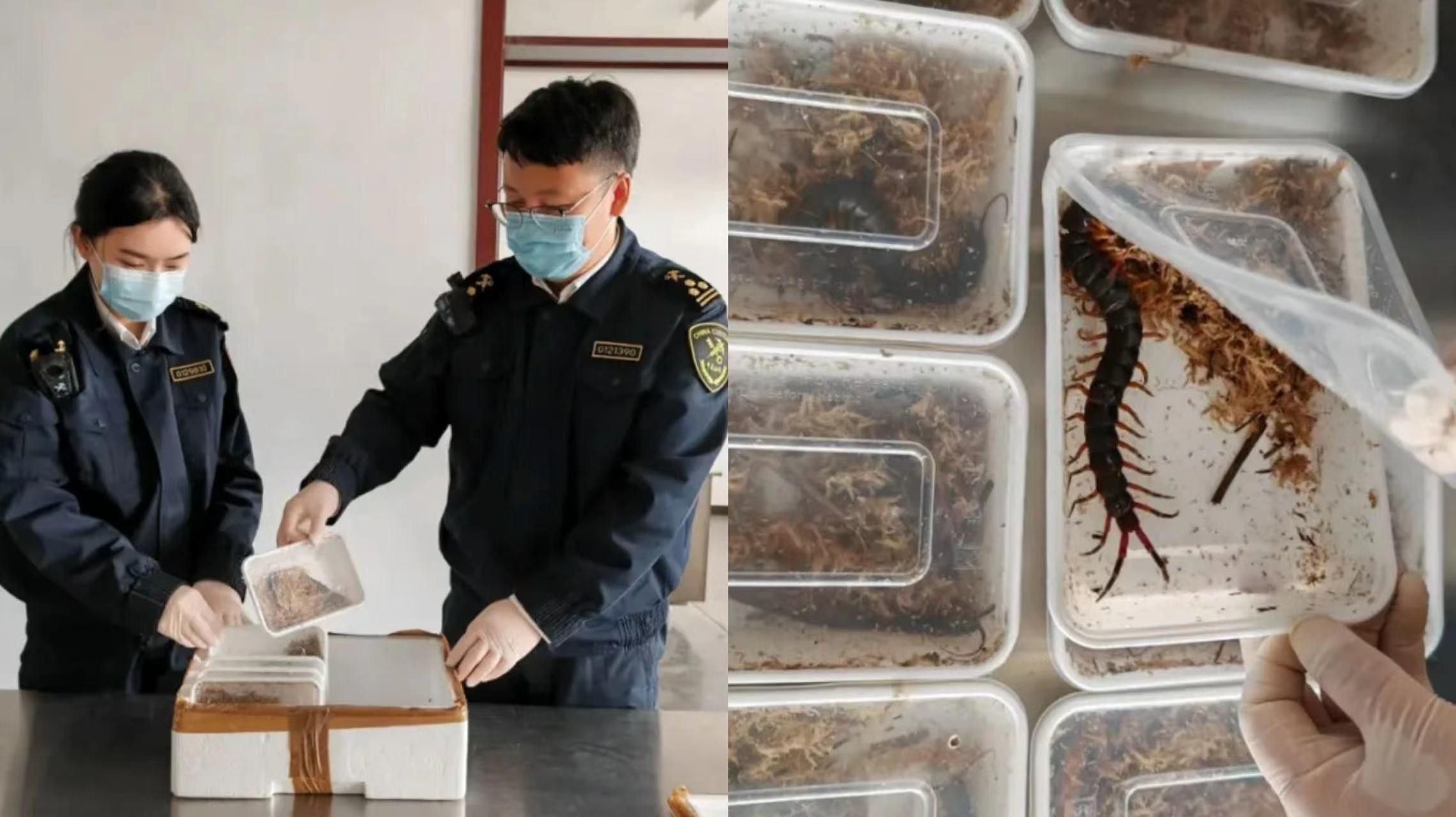 如何判斷蜈蚣是否處理干凈？ 如何判斷蜈蚣是否處理干凈？ 龍魚百科 第2張