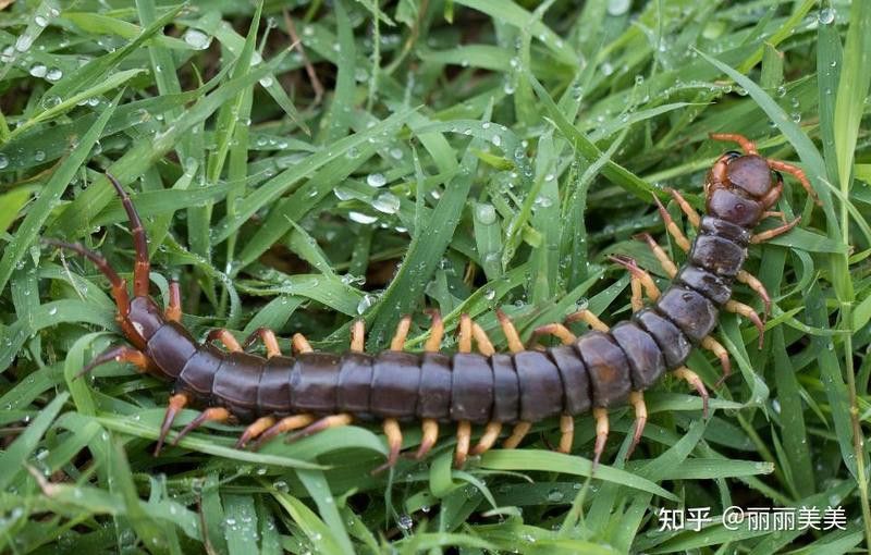 如何判斷蜈蚣是否處理干凈？ 如何判斷蜈蚣是否處理干凈？ 龍魚百科 第6張