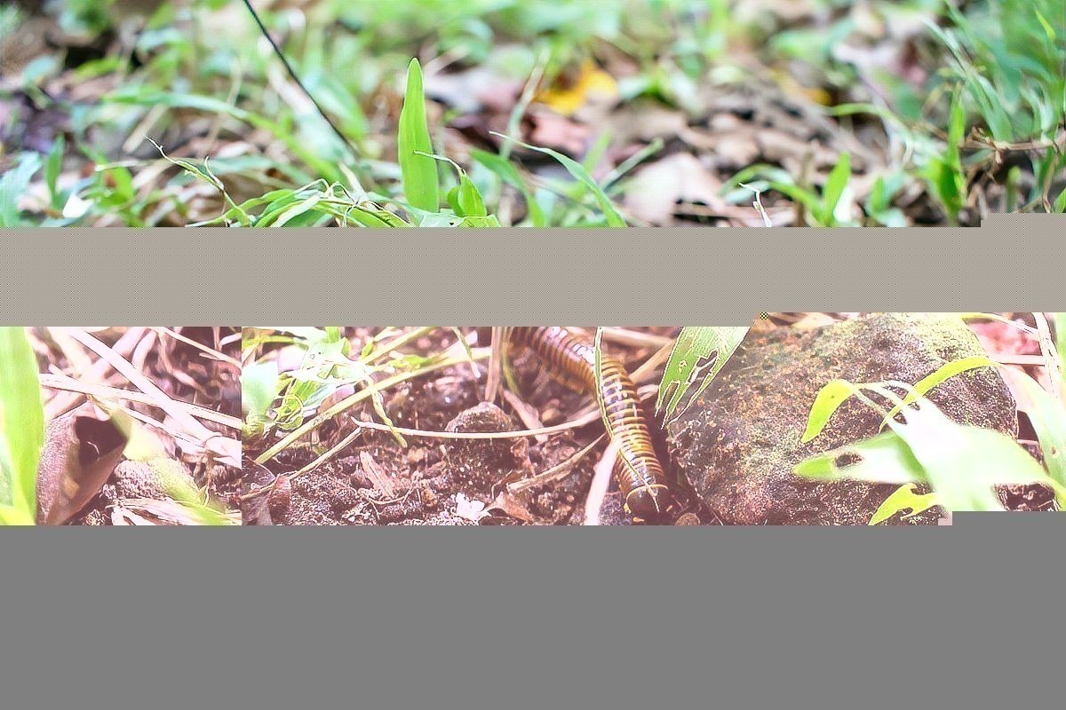 如何判斷蜈蚣是否處理干凈？ 如何判斷蜈蚣是否處理干凈？ 龍魚百科 第5張