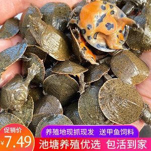 小龍魚喂什么最好養殖：小龍魚的喂養需要注意以下幾個方面 小龍魚喂什么最好養殖：小龍魚的喂養需要注意以下幾個方面 龍魚百科 第2張