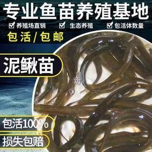 小龍魚喂什么最好養殖：小龍魚的喂養需要注意以下幾個方面 小龍魚喂什么最好養殖：小龍魚的喂養需要注意以下幾個方面 龍魚百科 第3張